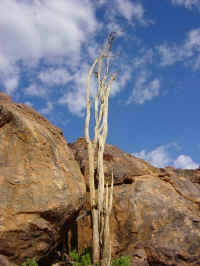 Brandberg Mountain Namibia
