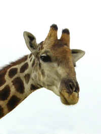 giraffehead.jpg (50043 bytes)