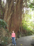Indian Rubber Tree on the Victoria Peak Trail