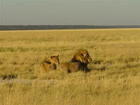 Etosha Game Park Namibia